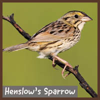 Henslow's Sparrow
